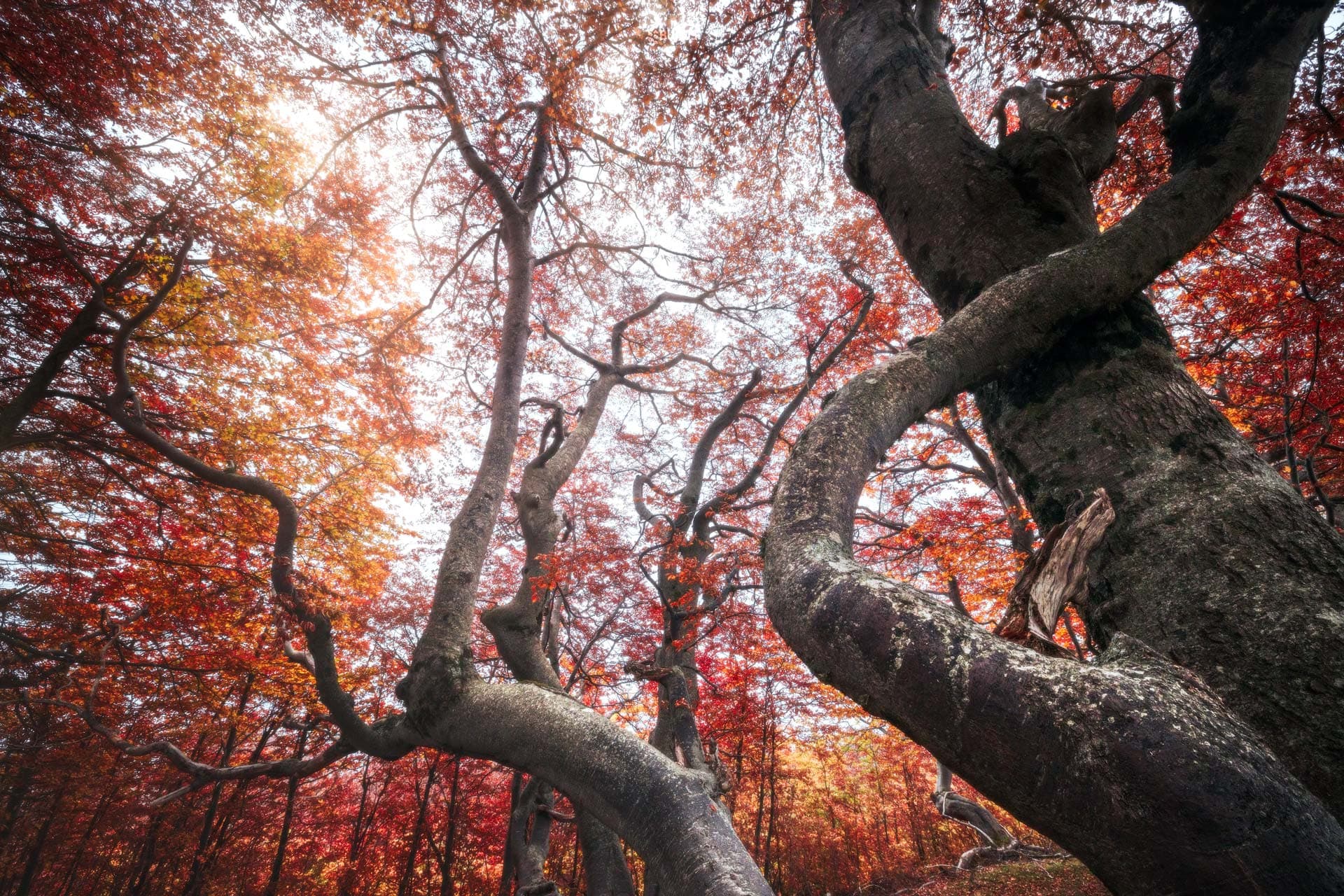 workshop di fotografia di foliage