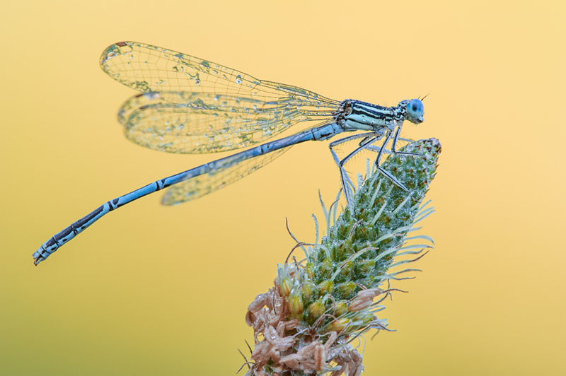 Fotografia macro, Tecnica fotografica, damigella, messa a fuoco