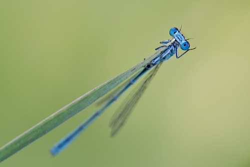 Fotografia macro, Tecnica fotografica, damigella, priorità di diaframmi