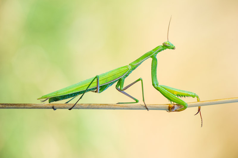 Fotografia macro, Tecnica fotografica, messa a fuoco