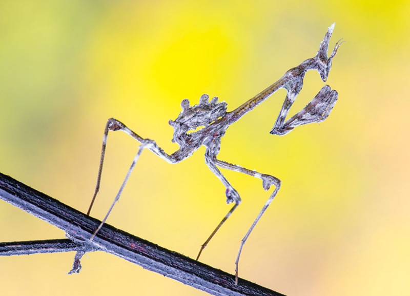 Fotografia macro, consigli, tecnica fotografica