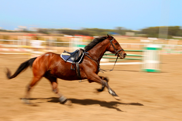 effetto panning su cavallo