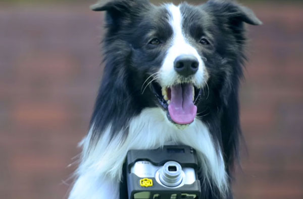 Nikon Doggy Camera