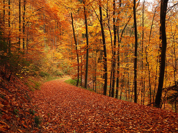 il foliage d'autunno