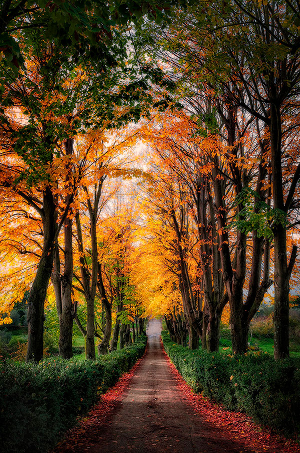 il foliage d'autunno - foto autunnali nel bosco