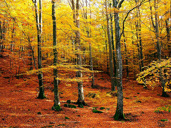 il foliage d'autunno