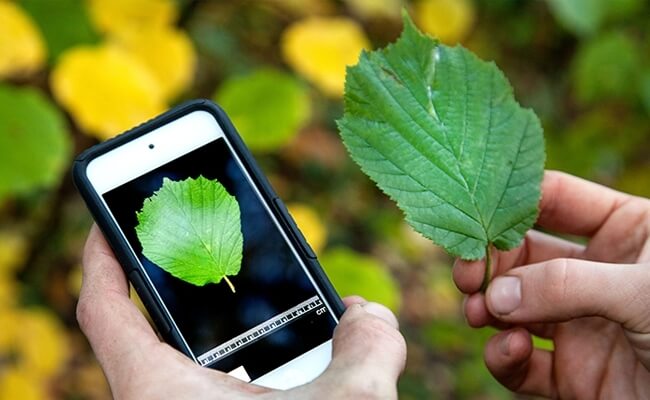 shazam_for_nature