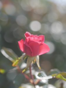 rosa con effetto sfocato
