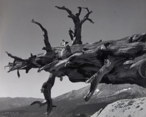 la passione per la natura di ansel adams