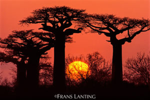 la natura selvaggia vista da Frans Lanting