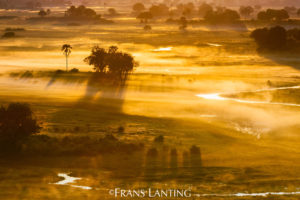 frans lanting - in Africa