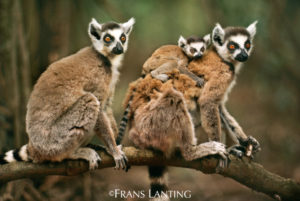 frans lanting - lemuri