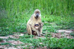 animali nel loro habitat nella fotografia naturalistica