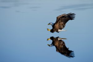 aquila in un paesaggio naturale