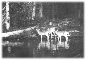 prima fotografia naturalistica di Goerge Shiras III