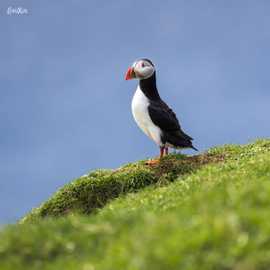 puffin
