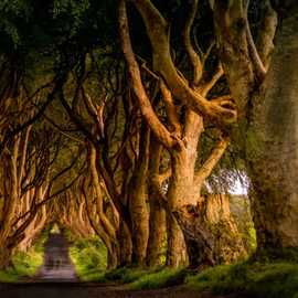 bosco di alberi tramonto irlanda