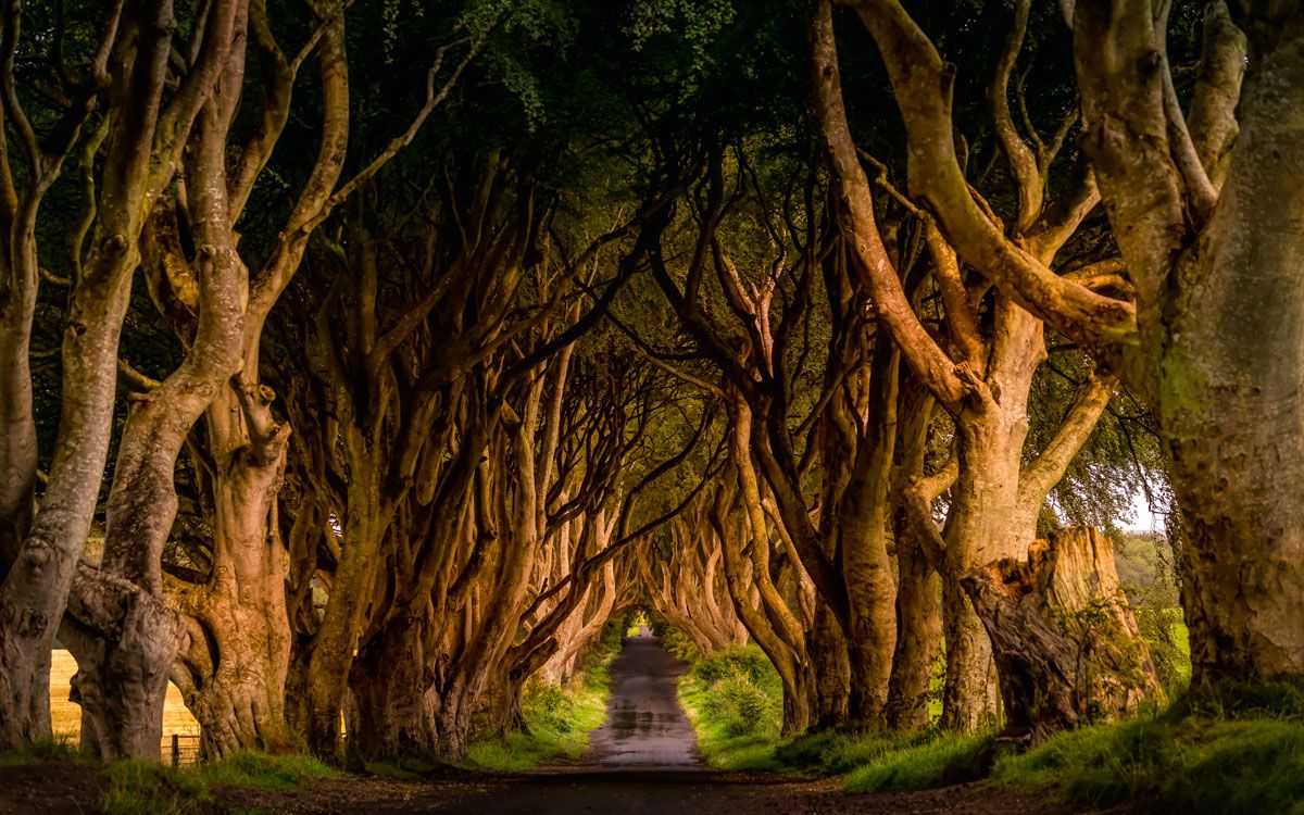 The Dark Hedges