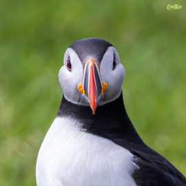 puffin a Mykines