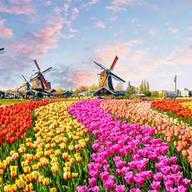 tulipani e mulini viaggio fotografico olanda