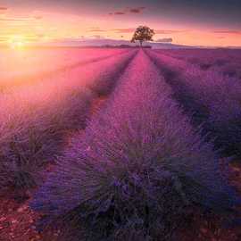 alba campo di lavanda viaggio fotografico in provenza