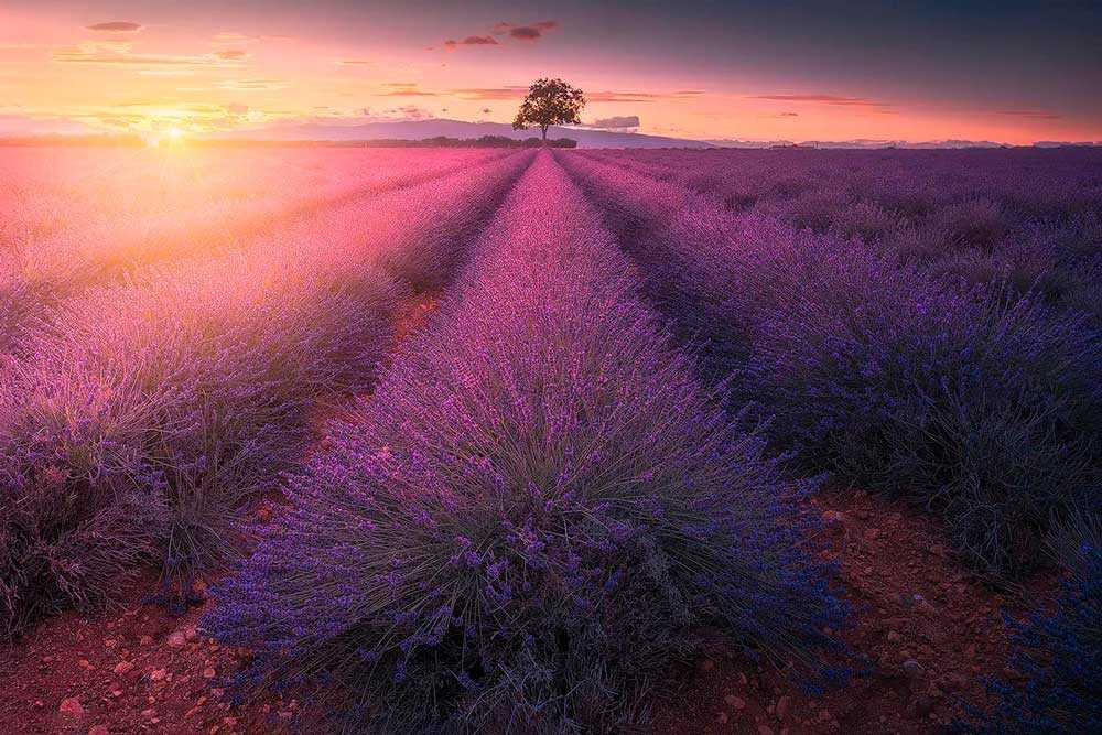 Provenza: un'esplosione di colori tra campi di lavanda, albe e tramonti