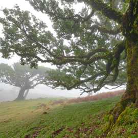 Foresta di Fanal Pond