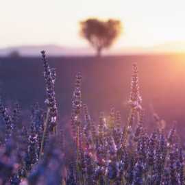 tramonto campi di lavanda