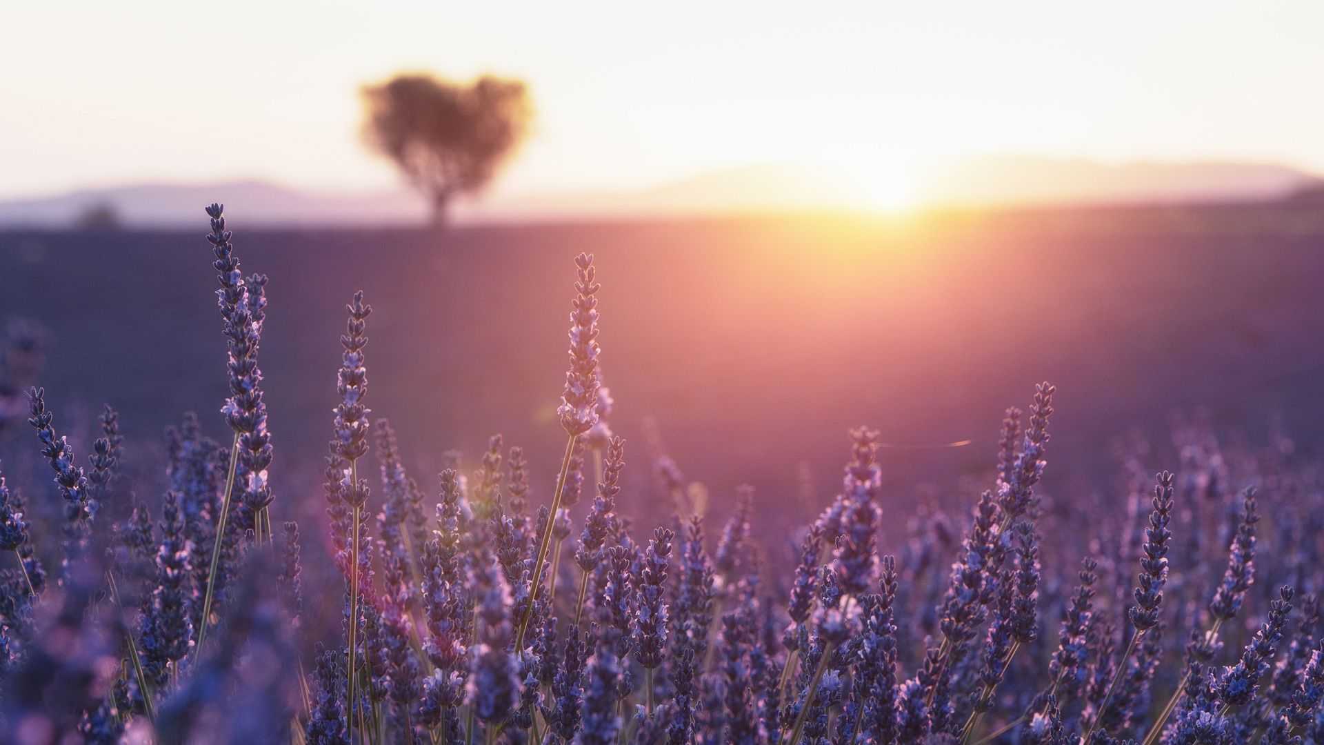 Tramonto sui campi di lavanda