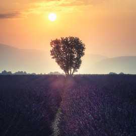 alba a valensole