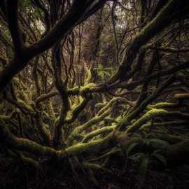 foreste tronchi albero marika Greco coach WeShoot viaggio fotografico scozia