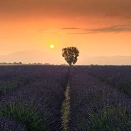 Alba campi di lavanda