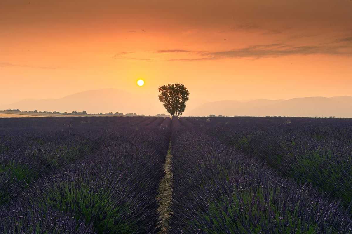 Alba sul campo di Lavanda