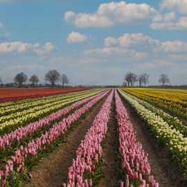 cielo nuvole campi fioriti tulipani
